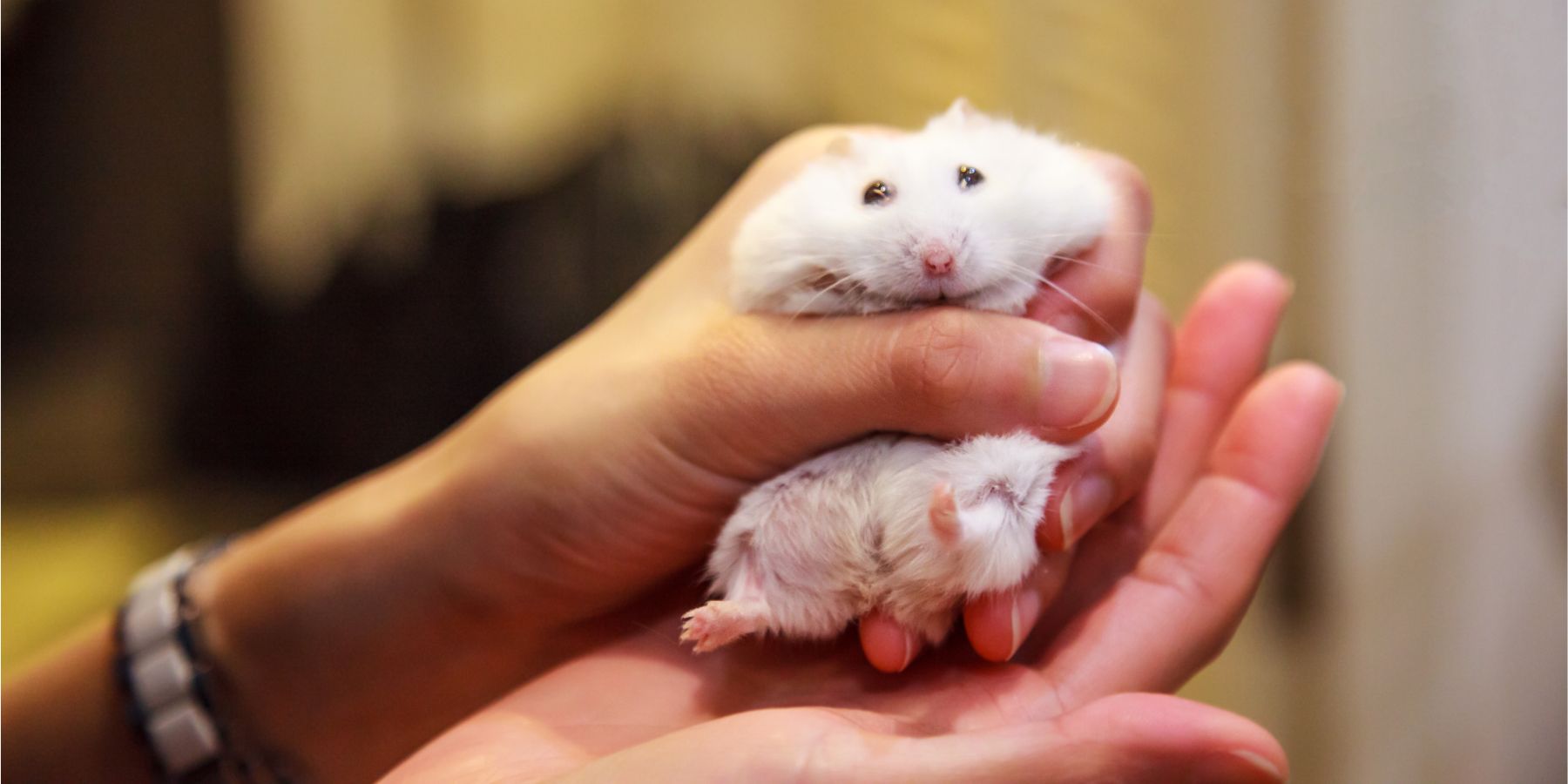 Do Winter White Hamsters Like to Cuddle?